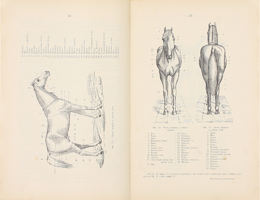 Губо А., Баррие Г. Экстерьер лошади / Пер. врача Н.А. Бухалова со 2-го фр. изд.; под ред. и с примеч. Л.А. Третьякова, ординарного проф. Казанского ветеринарного института по Кафедре зоотомии и экстерьера. Орел: Изд. книжного склада С.К. Живописцева, 1901.